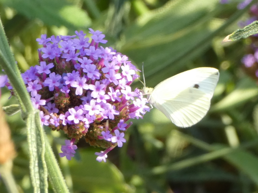 Pieris rapae - répalepke