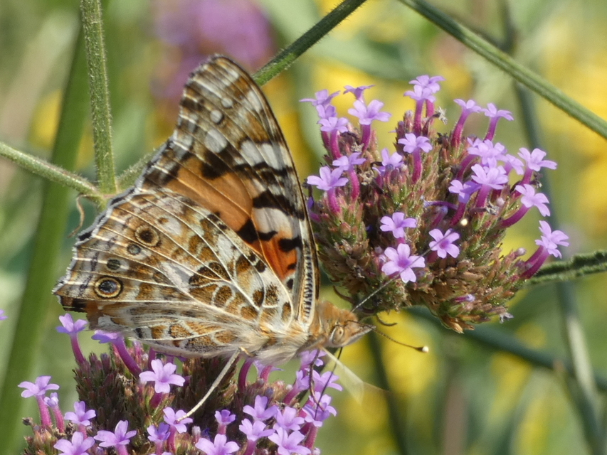 Vanessa cardui - bogáncslepke