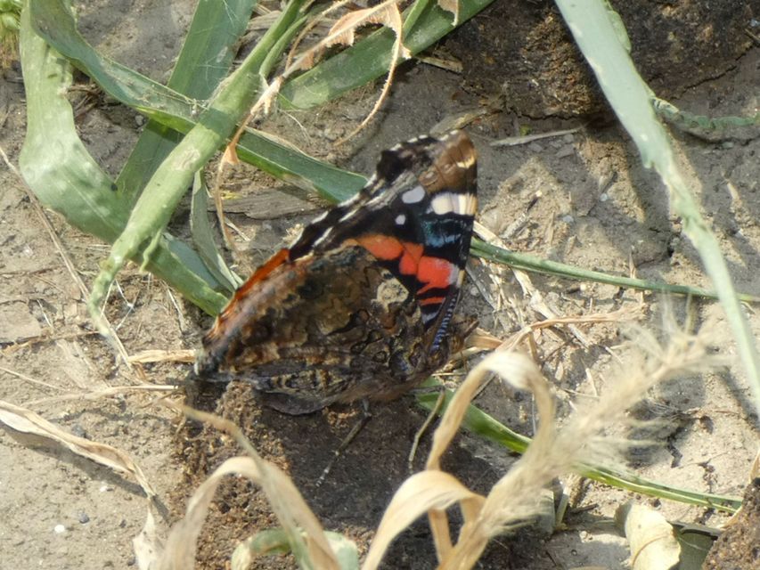 Vanessa atalanta - atalantalepke