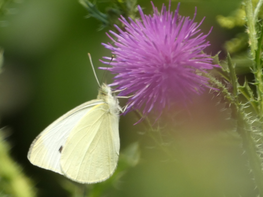 Pieris rapae - répalepke