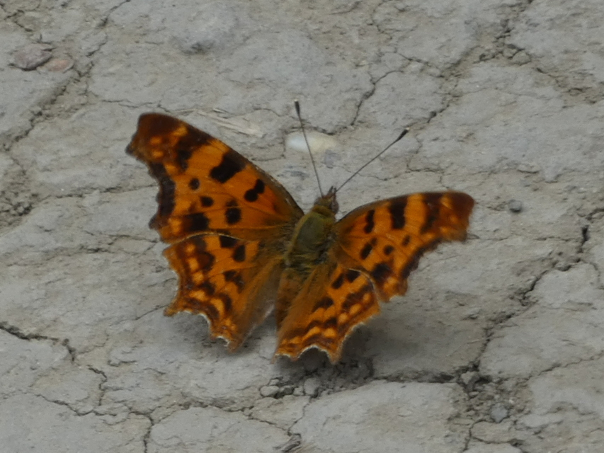 Nymphalis c-album - C-betűs lepke