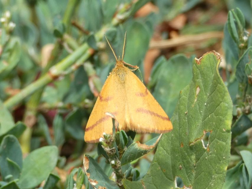Lythria purpuraria - bíborsávos araszoló