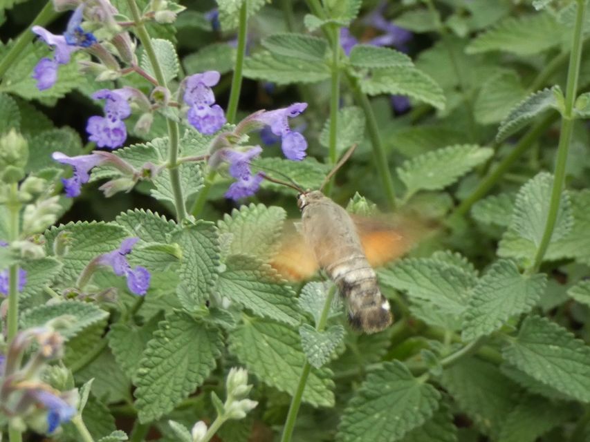 Macroglossum stellatarum - kacsafarkú szender