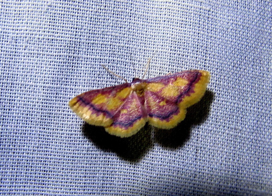 Idaea muricata - mocsári pirosaraszoló