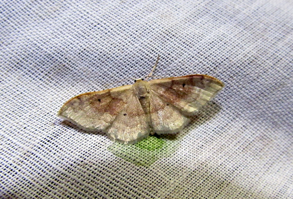 Idaea rubraria - vörössávos araszoló