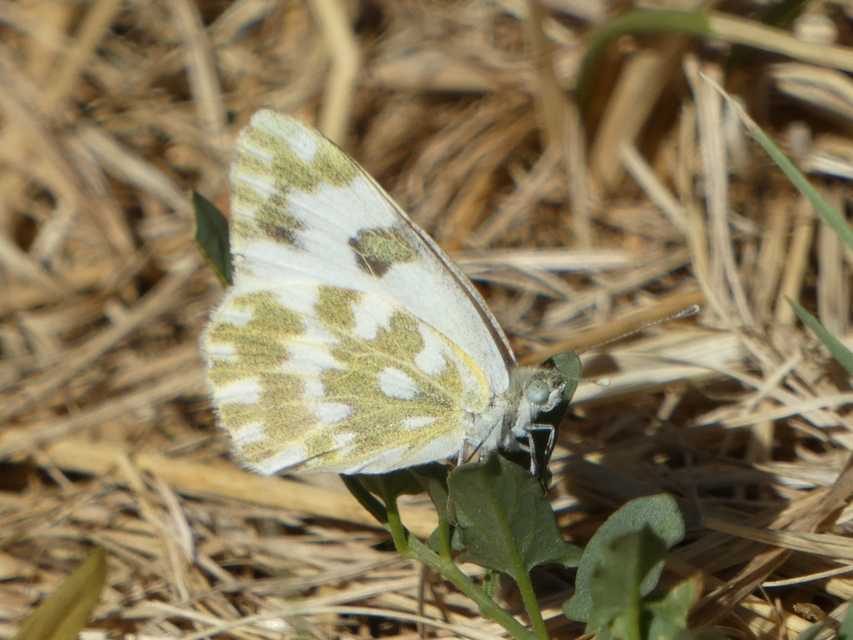 Pontia edusa - rezedalepke