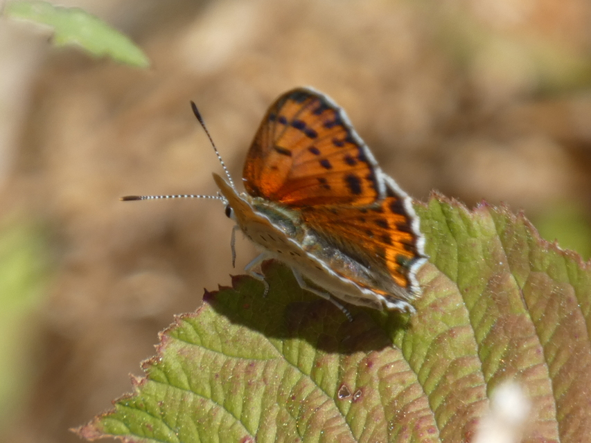Lycaena thersamon - kis tűzlepke