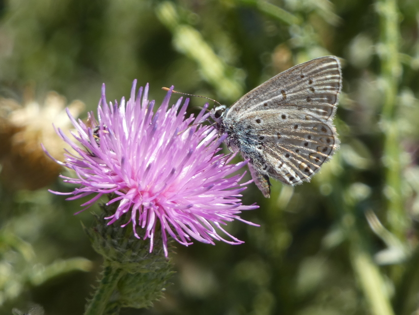 Polyommatus icarus - közönséges boglárka