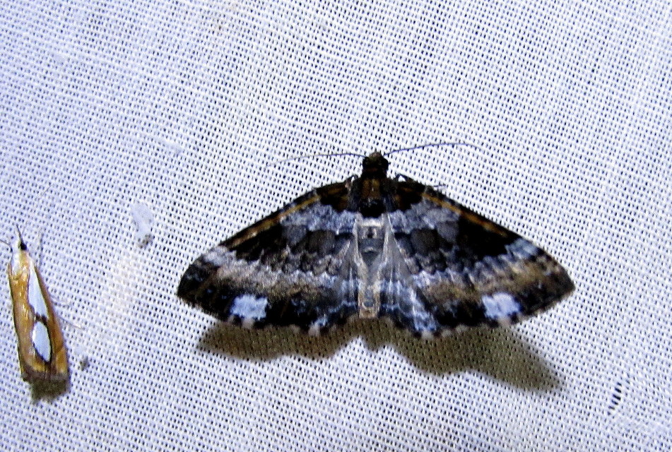 Melanthia procellata - hullámos tarkaaraszoló