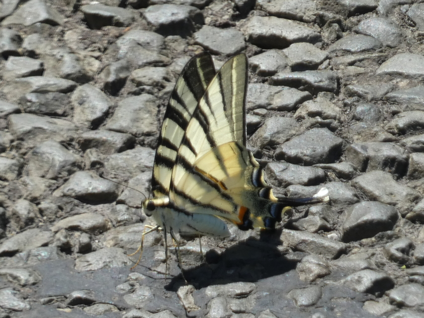 Iphiclides podalirius - kardoslepke