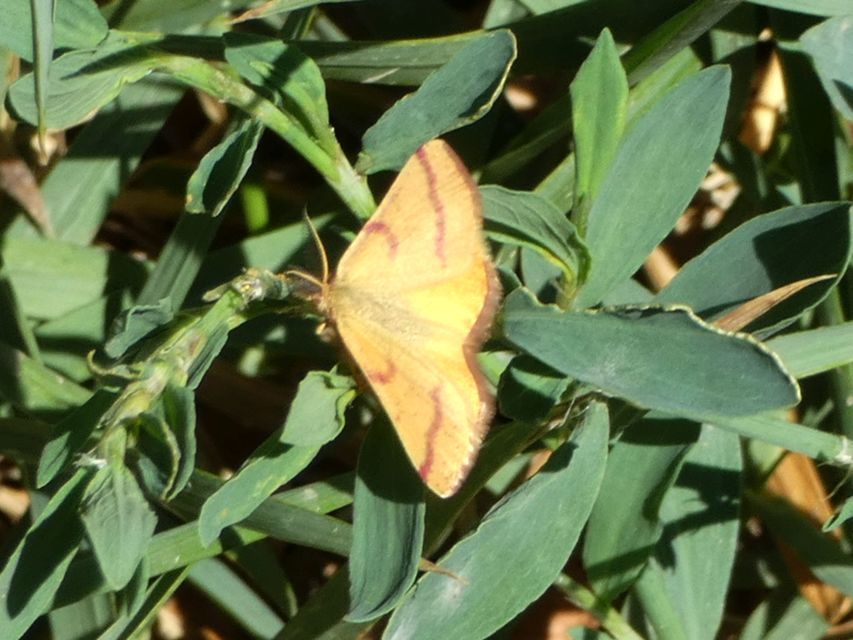 Lythria purpuraria - bíborsávos araszoló