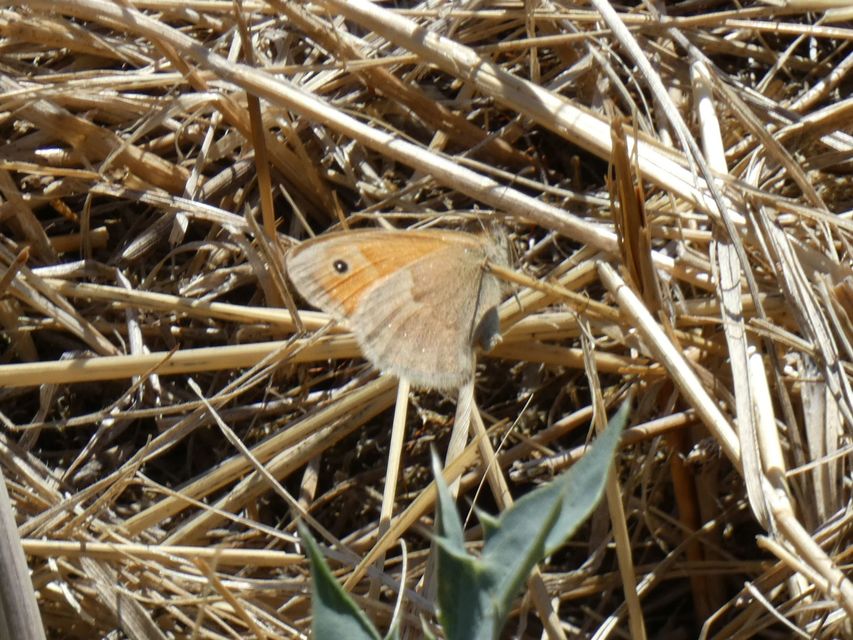 Coenonympha pamphilus - kis szénalepke
