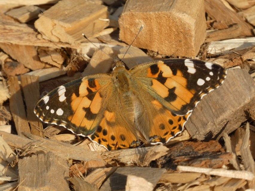 Vanessa cardui - bogáncslepke
