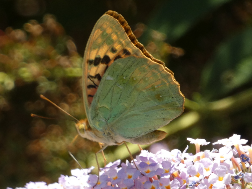 Argynnis pandora - zöldes gyöngyházlepke