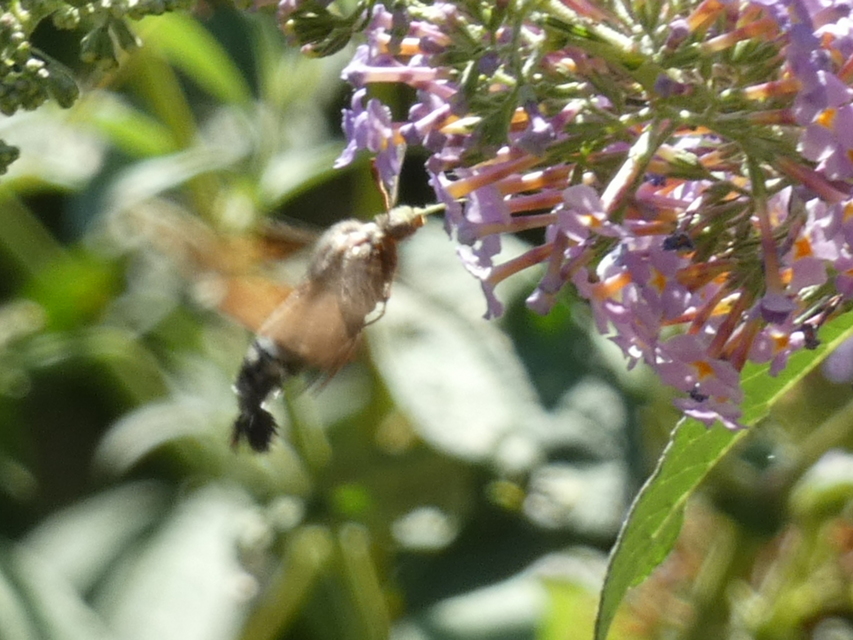 Macroglossum stellatarum - kacsafarkú szender
