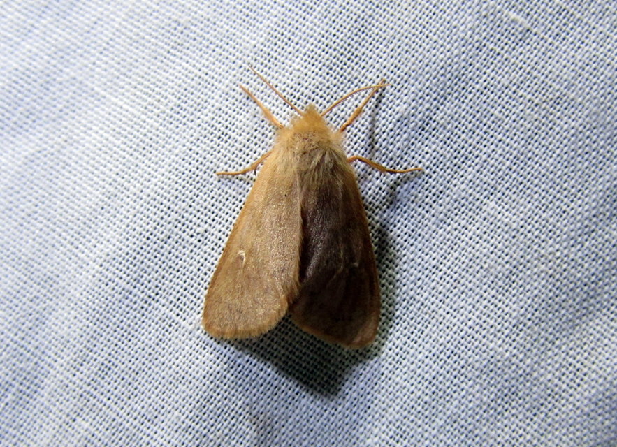 Ocneria rubea - rőt gyapjaslepke