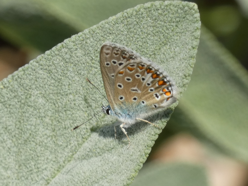 Polyommatus icarus - közönséges boglárka