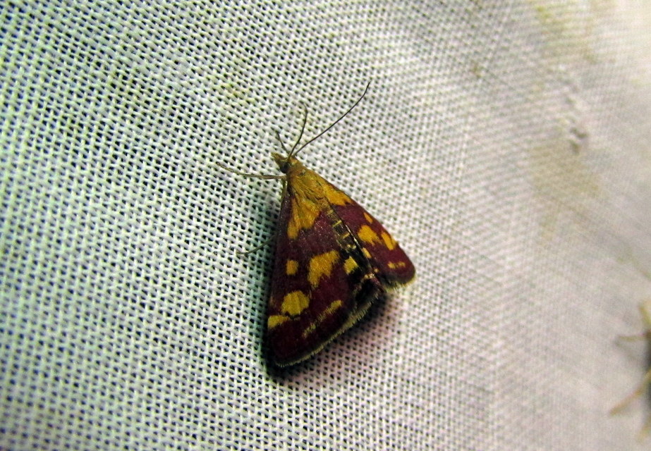 Pyrausta purpuralis - közönséges bíbormoly
