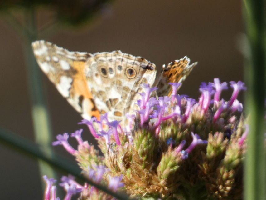 Vanessa cardui - bogáncslepke