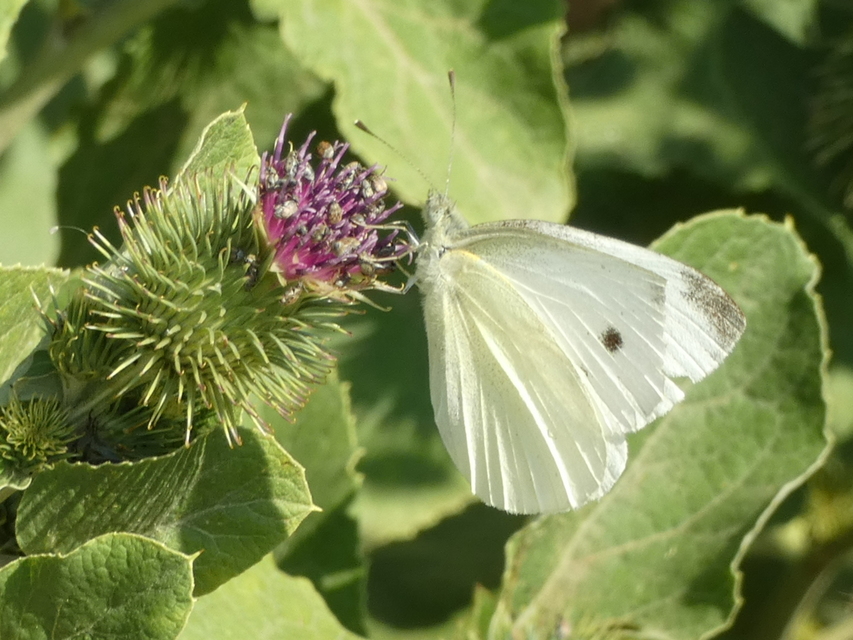 Pieris rapae - répalepke