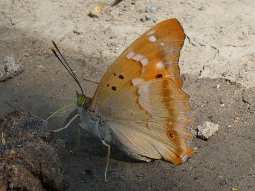 Apatura ilia - kis színjátszólepke
