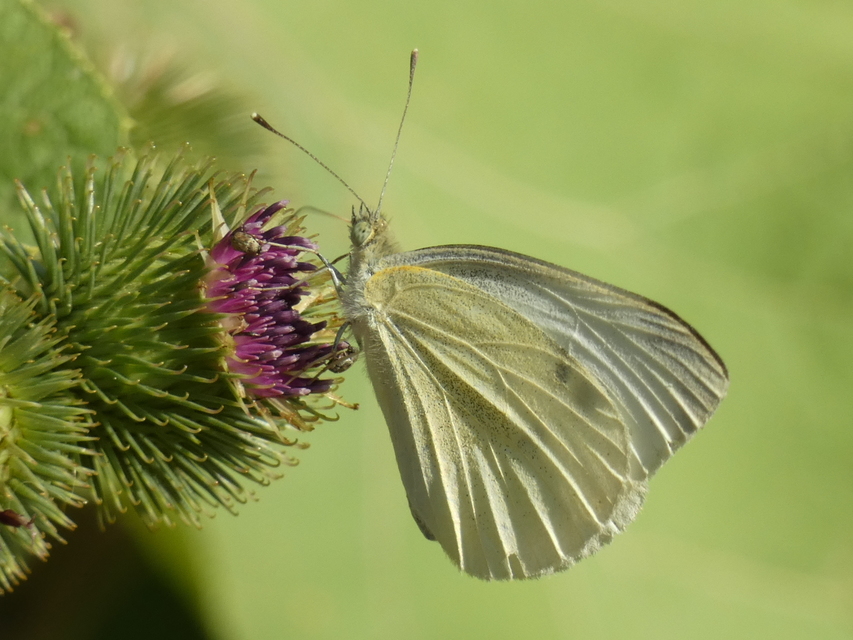 Pieris rapae - répalepke
