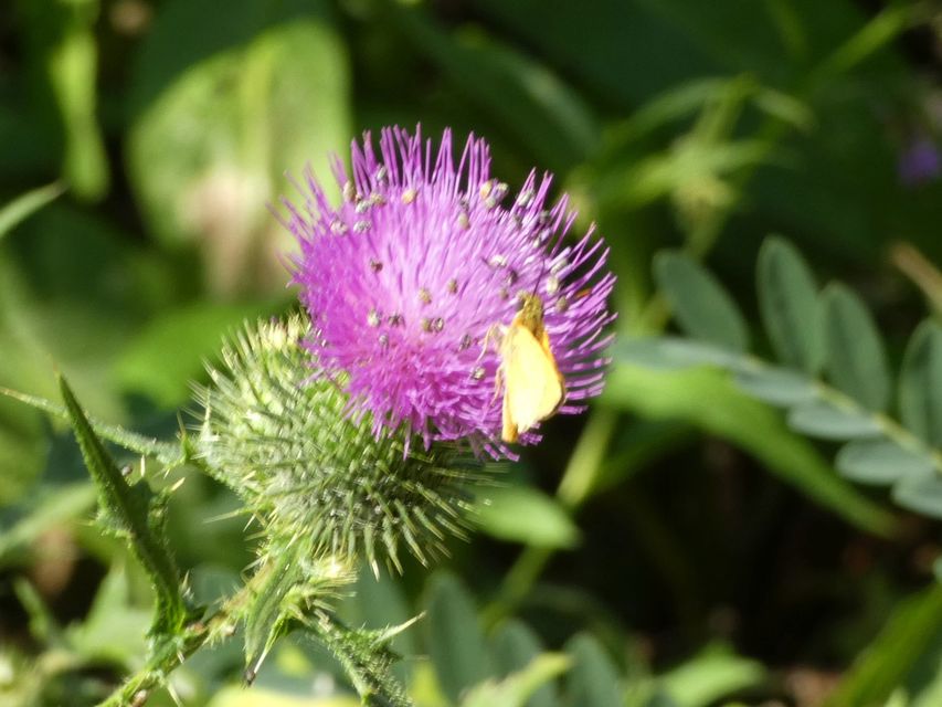 Hesperiidae - busalepkefélék