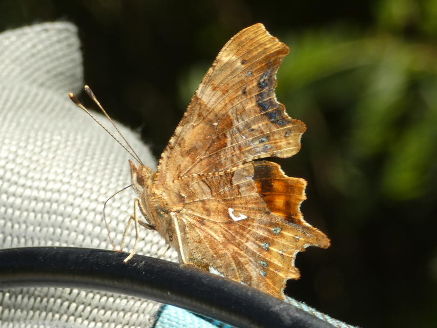 Nymphalis c-album - C-betűs lepke