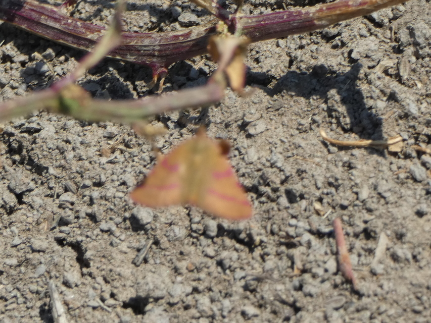 Lythria purpuraria - bíborsávos araszoló