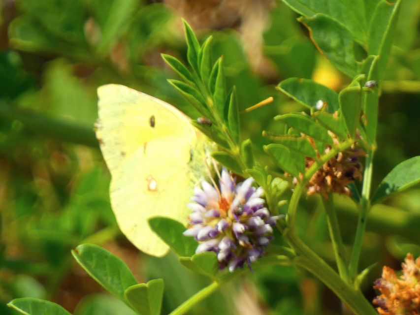 Colias croceus - sáfránylepke