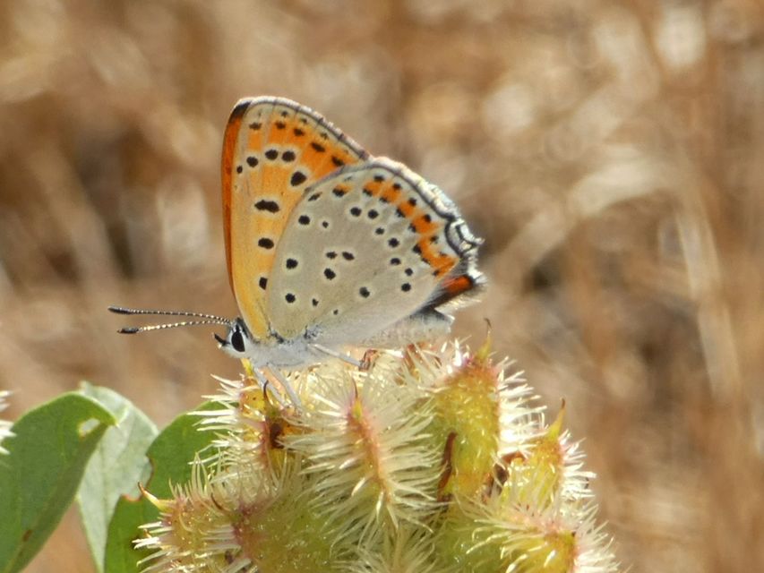Lycaena thersamon - kis tűzlepke