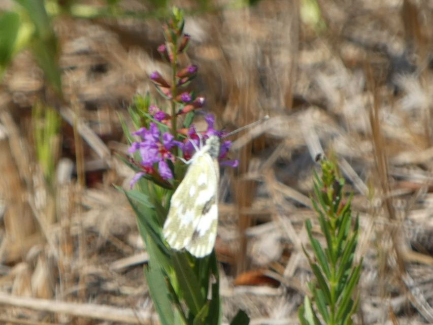 Pontia edusa - rezedalepke