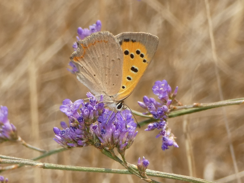 Lycaena phlaeas - közönséges tűzlepke