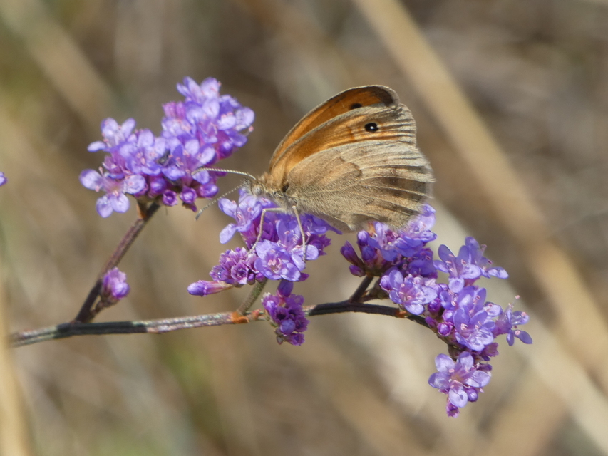 Coenonympha pamphilus - kis szénalepke