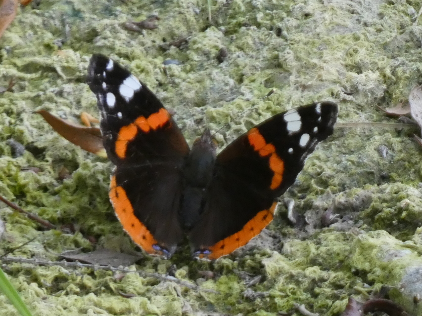 Vanessa atalanta - atalantalepke