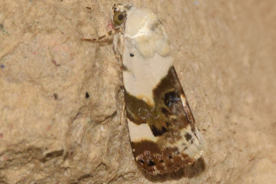 Acontia lucida - fehér nappalibagoly