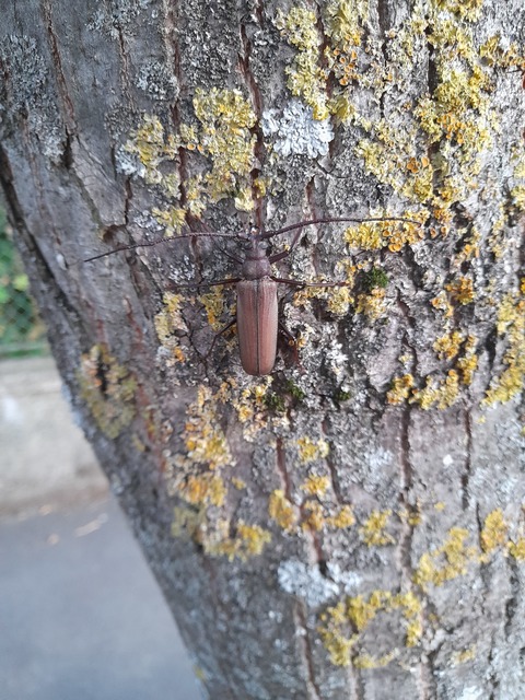 Aegosoma scabricorne - diófacincér