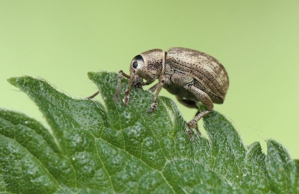 Peritelus familiaris - nagy kendermagbogár