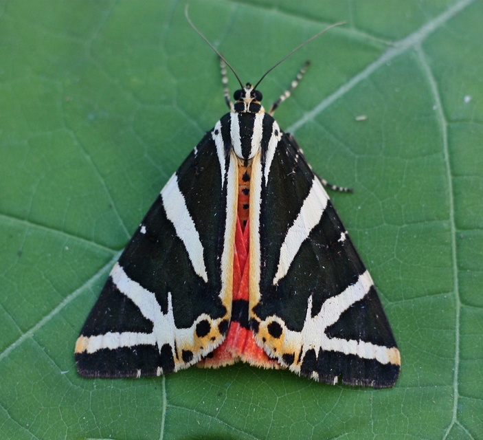 Euplagia quadripunctaria - csíkos medvelepke