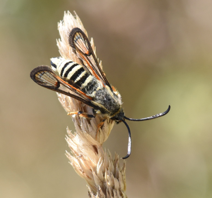 Sesiidae - szitkárfélék