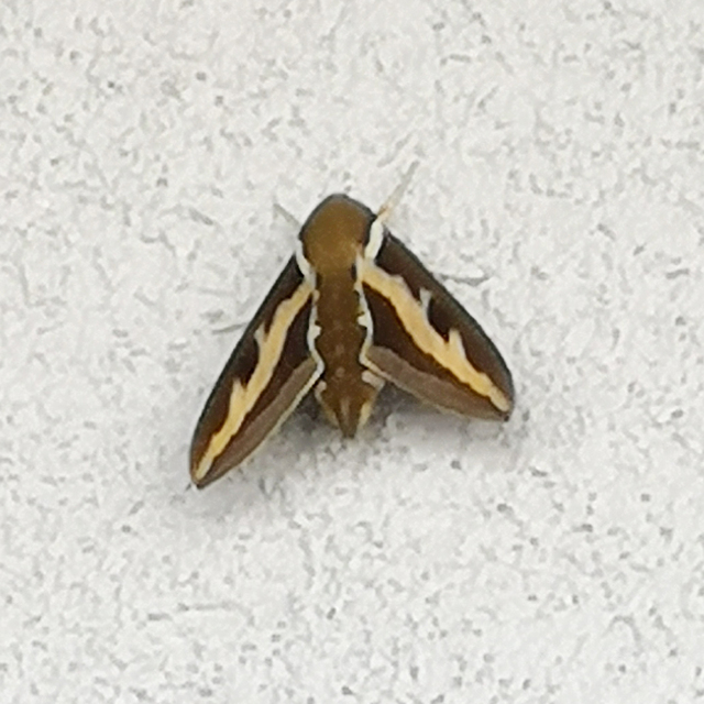 Hyles gallii - galajszender