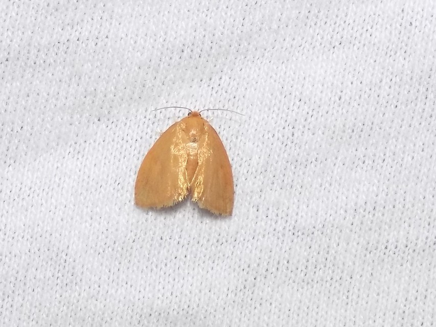 Heterogenea asella - csigalepke