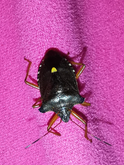 Pentatoma rufipes - vöröslábú címerespoloska Pentatoma rufipes - vöröslábú címerespoloska