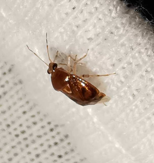 Deraeocoris lutescens - sárgás mezeipoloska