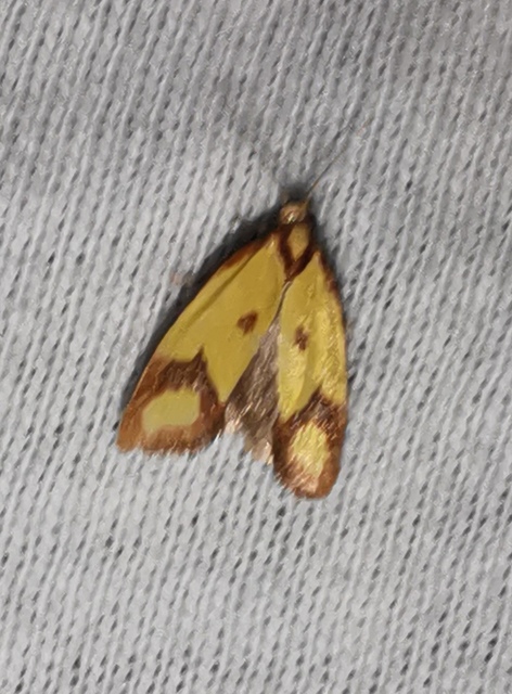 Agapeta zoegana - barnacsíkos sárgamoly