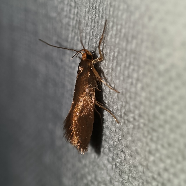 Crassa unitella - aranybarna díszmoly