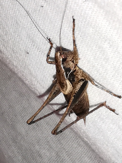 Pholidoptera griseoaptera - szürke avarszöcske