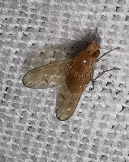 Lauxaniidae - pudvalegyek