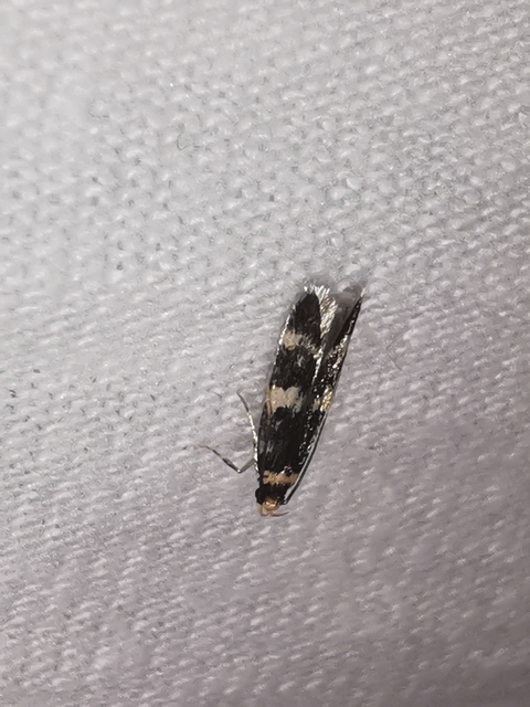 Oegoconia