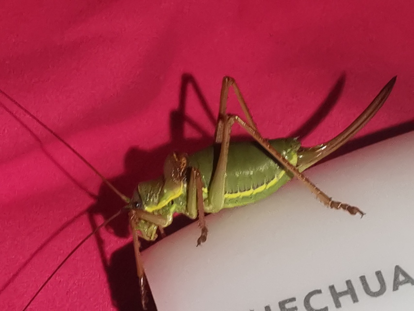 Ephippiger ephippiger - nyergesszöcske